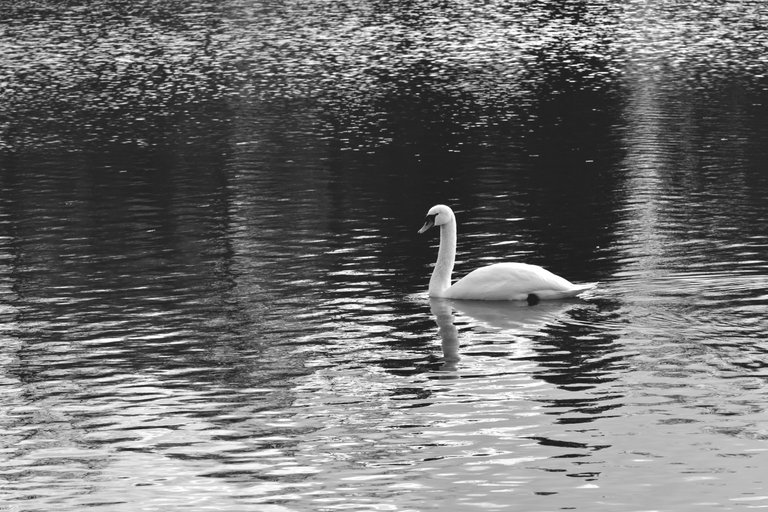 swans pond wro bw 6.jpg