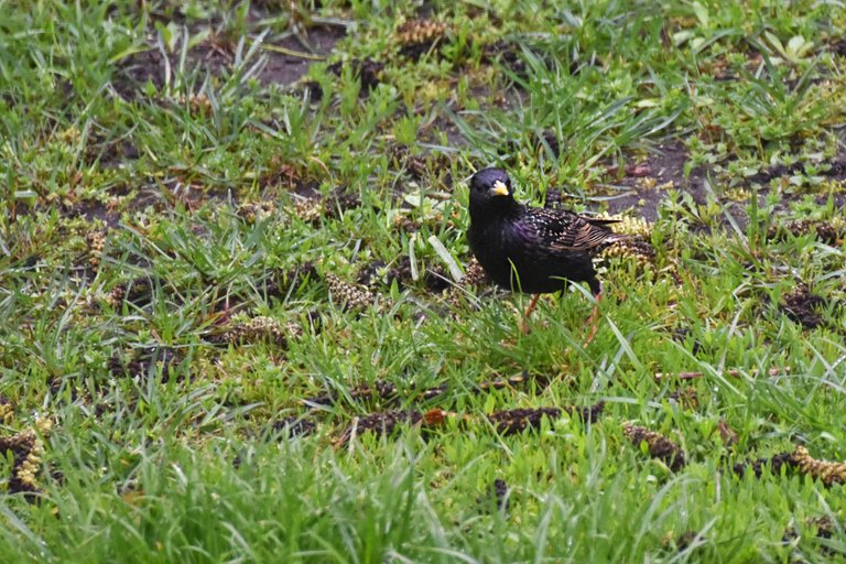 Starlings garden 1.jpg