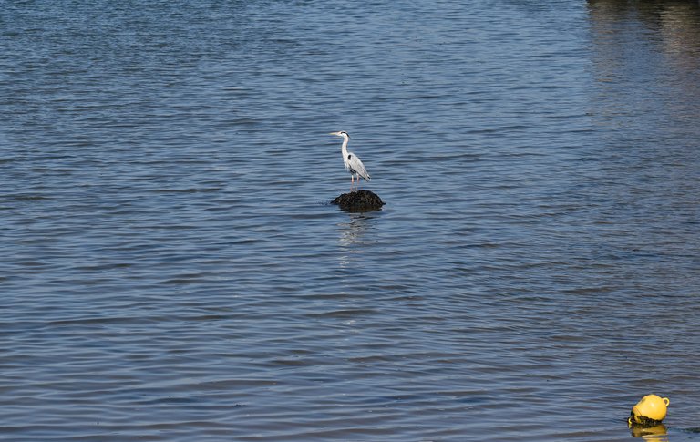 heron water bay.jpg