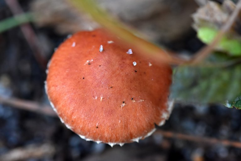 mushrooms no id park 9.jpg