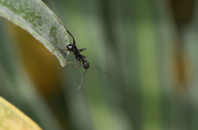 Black ant leaf 2.jpg