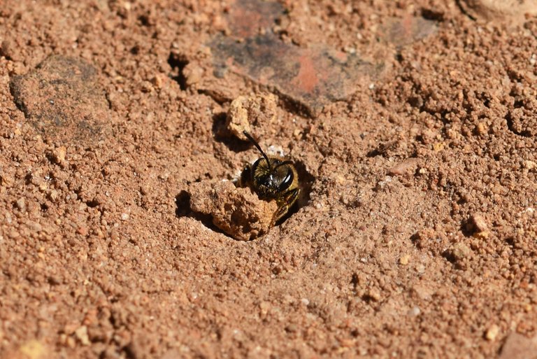 Ground bee 2.jpg