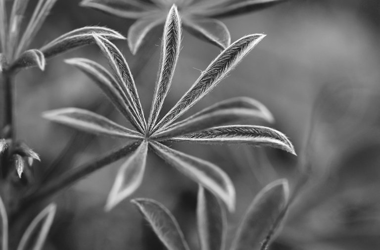 Lupine leaf waterdrops bw 1.jpg