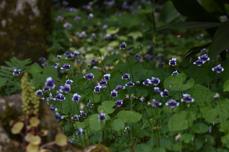 Viola hederacea violet 6.jpg