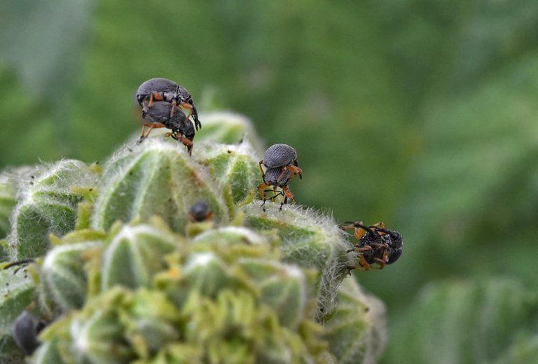 Hollyhock weevil Rhopalapion longirostre 1.jpg