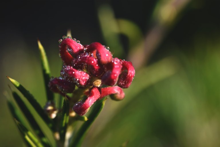 red no id flower shrub 3.jpg