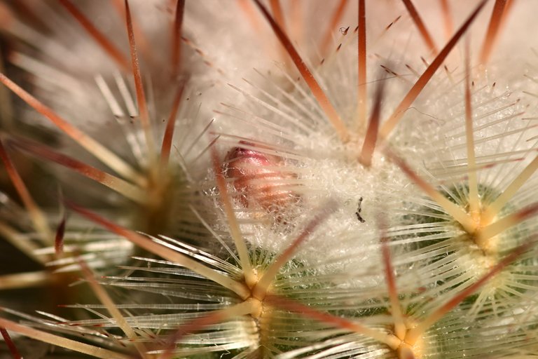 Mammillaria Bombycina 2021 buds 1.jpg