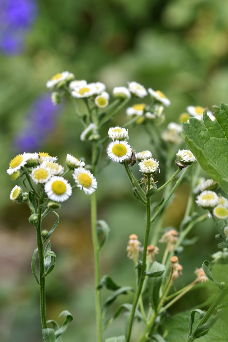 bugs white flower bush 2.jpg