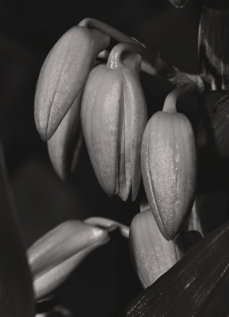 dendrobium nobile buds bw.jpg