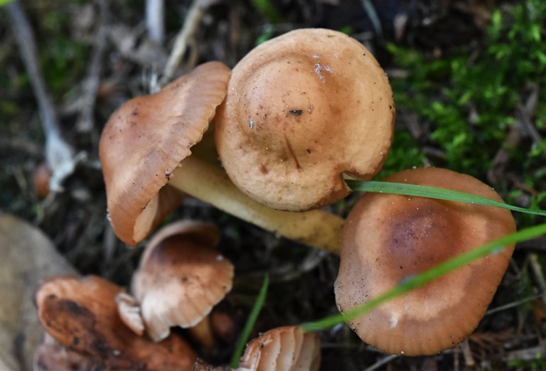 mushrooms garden lawn 1.jpg