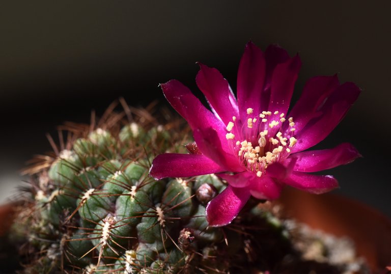 Sulcorebutia frankiana flower 2020 8.jpg