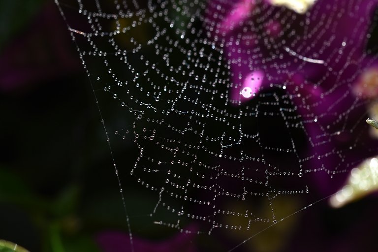 waterdrops spiderweb Bougainvillea 8.jpg