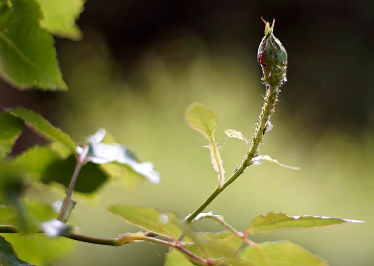 rose bud aphids bokeh takumar.jpg