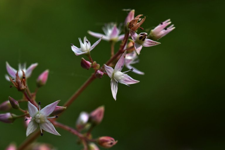 Crassula multicava succulent flower 2.jpg