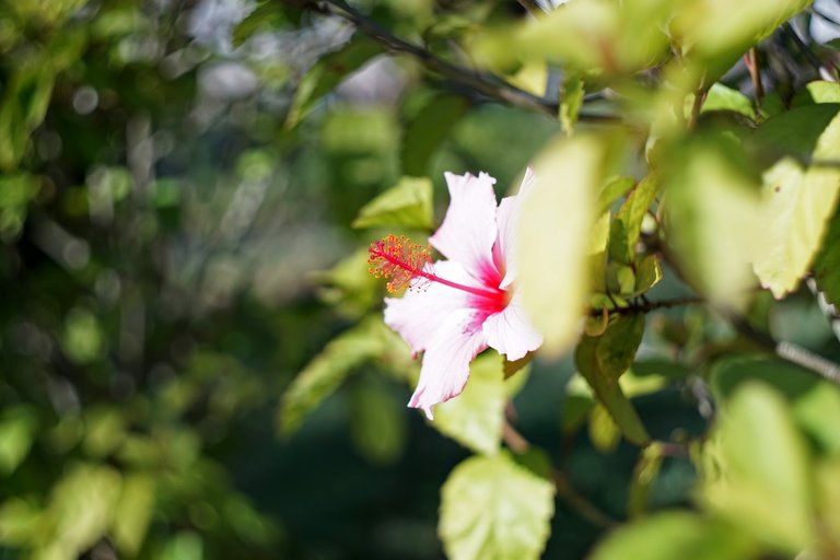 hibiscus park bokeh 5.jpg