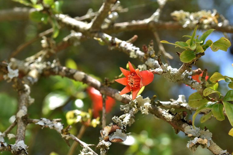 pomegranate flowers 2.jpg