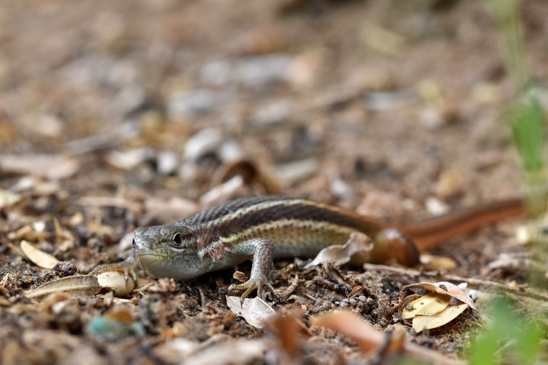 Psammodromus algirus lizard.jpg