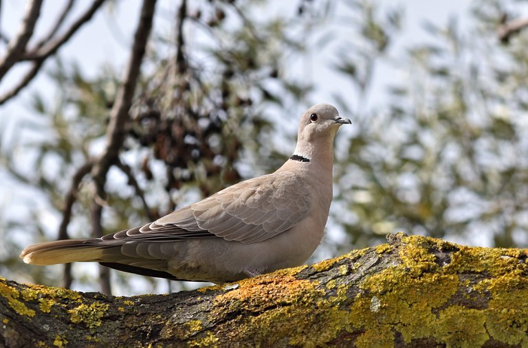 collared dove tree 6.jpg