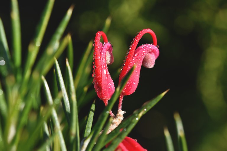 red no id flower shrub 5.jpg