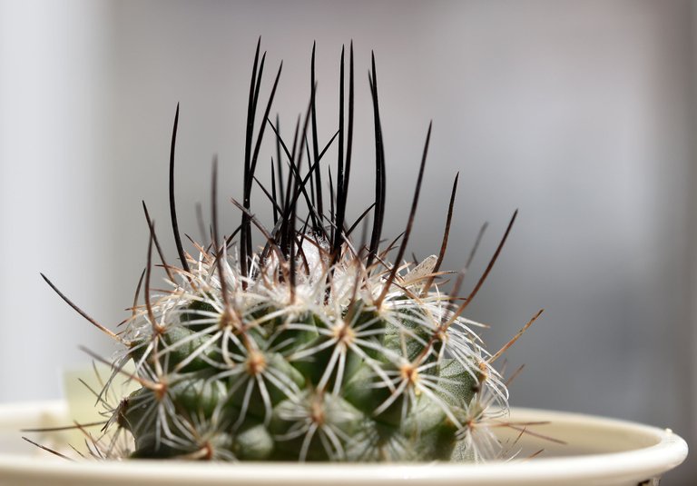 Turbinicarpus Viereckii 3.jpg