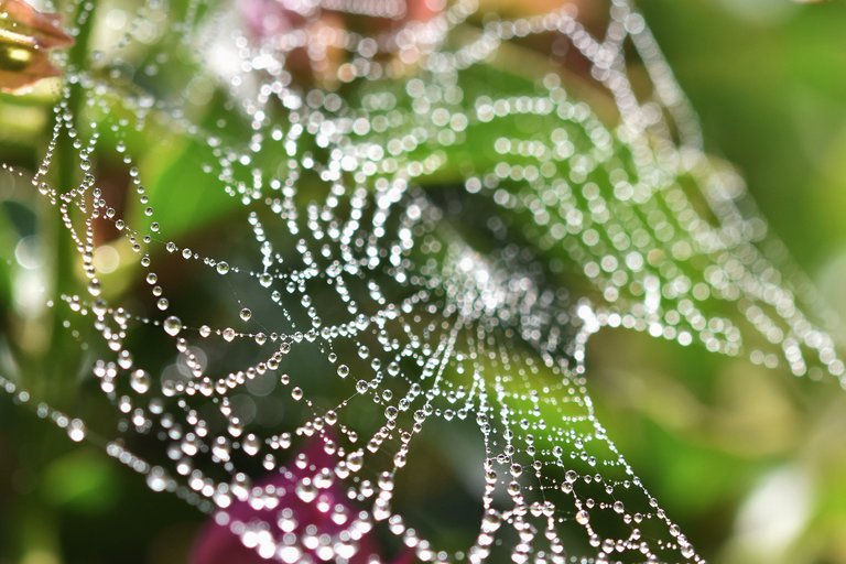 waterdrops spiderweb Bougainvillea 5.jpg