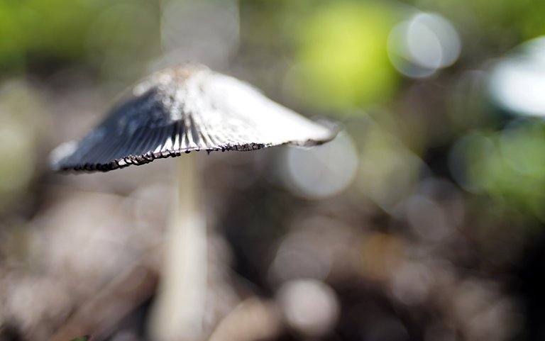 Coprinus lagopus ink caps zeiss 1.jpg