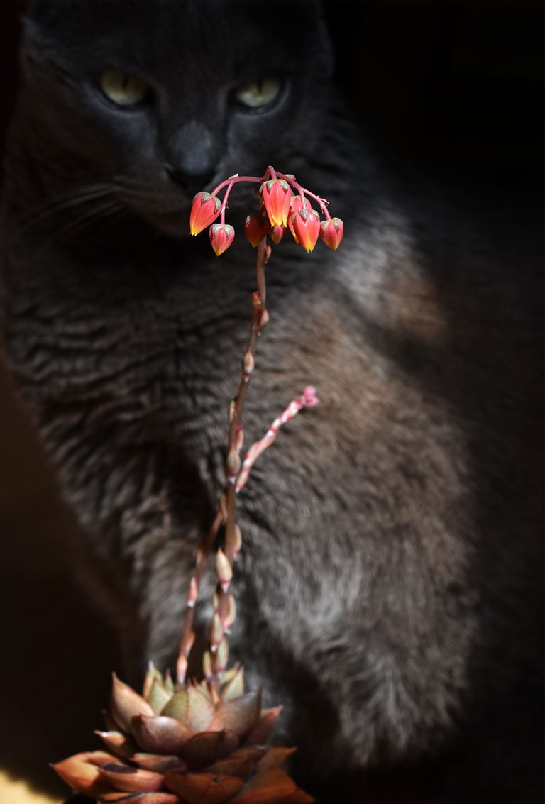 echeveria purpusorum flower suzi.jpg