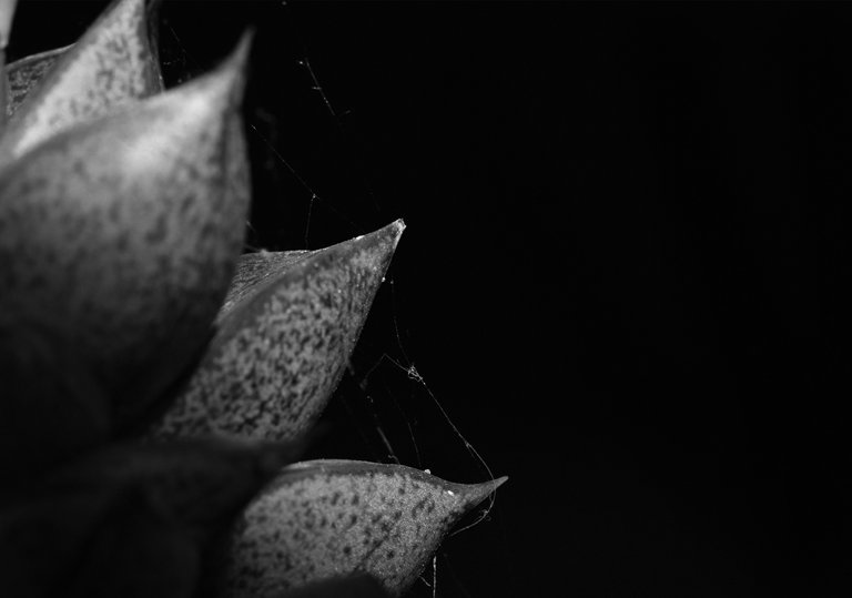 Echeveria purpurosum spiderweb bw 2.jpg