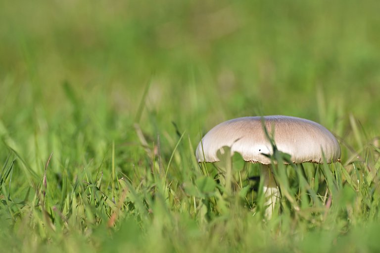 Silky white mushroom lawn 1.jpg
