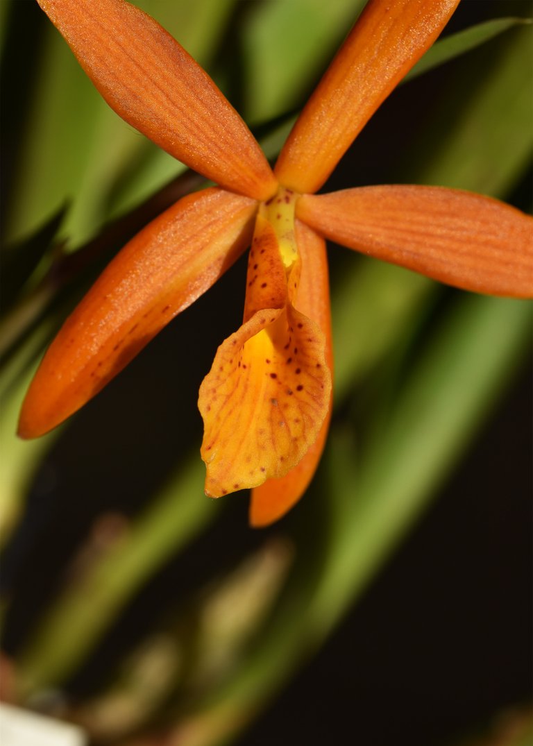 Procatavola Golden Peacock single bloom 8.jpg