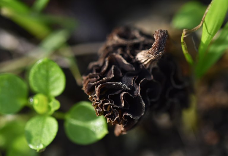 small mushrooms bark chips 5.jpg