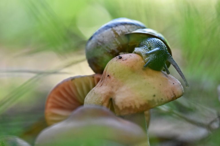 snail mushroom garden 5.jpg