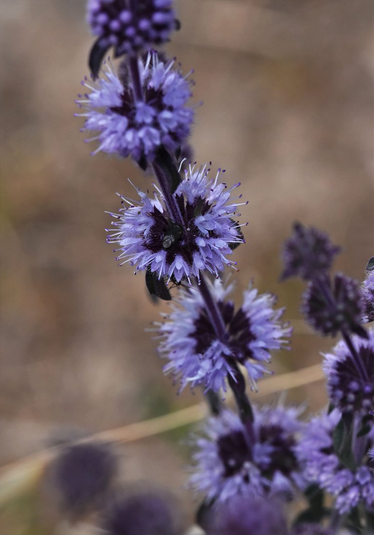 purple Mentha pulegium mint 1.jpg