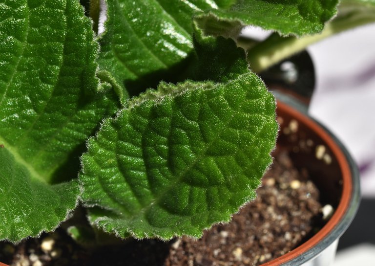 Streptocarpus light purple leaf 1.jpg