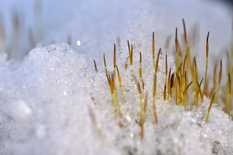 moss snow macro 7.jpg