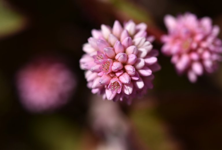 pink pom pom flowers no ID 3.jpg