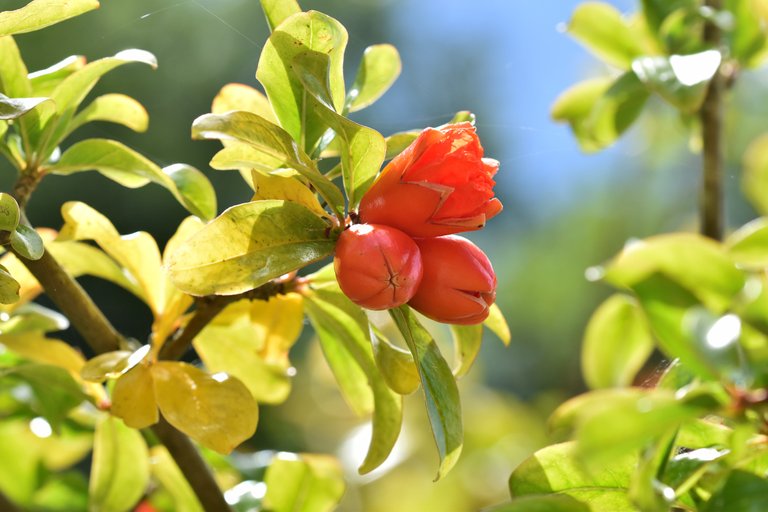 pomegranate flowers 8.jpg