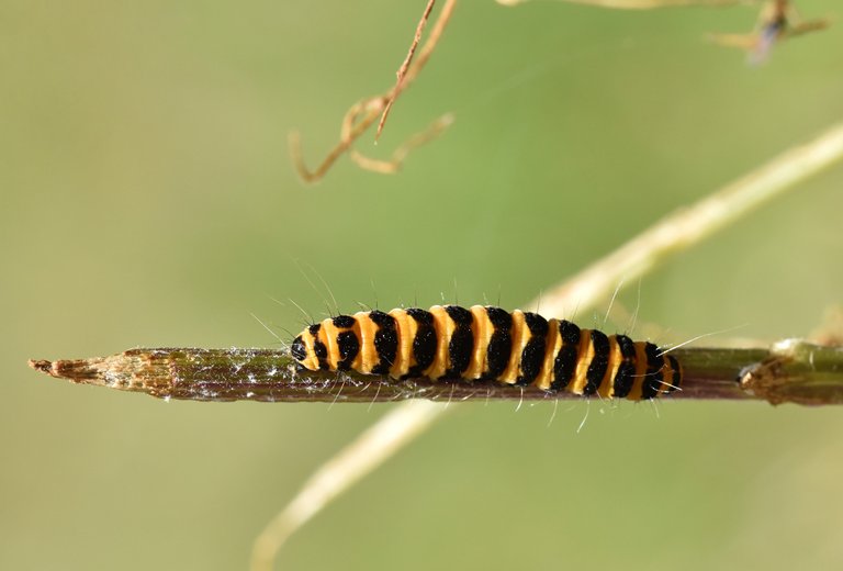 Cinnabar moth caterpillar 8.jpg