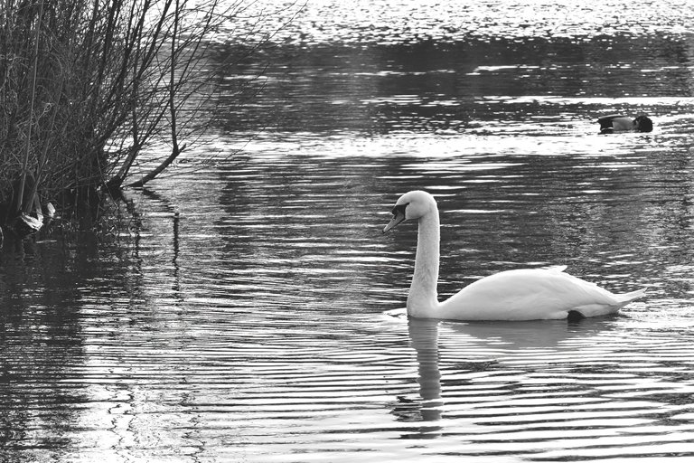 swans pond wro bw 10.jpg