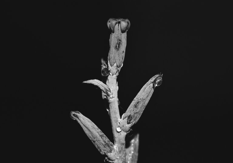 Adromischus festivus flowers bw 4.jpg