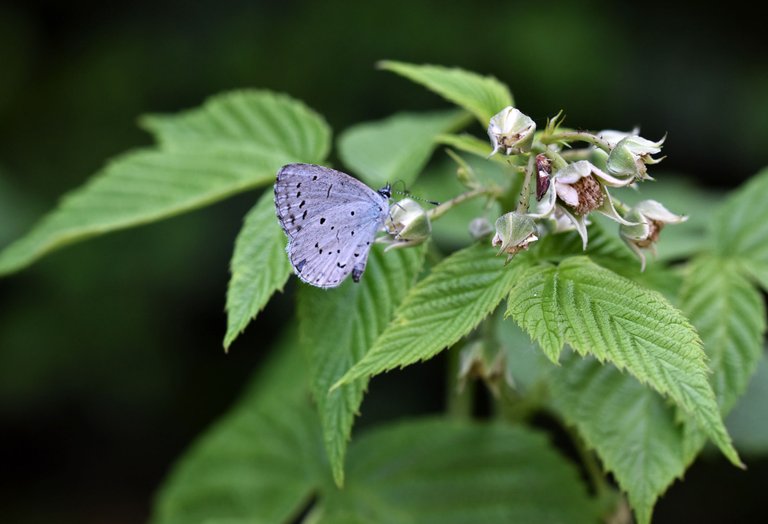 Small Blue Butterfly raspberry flower 2.jpg