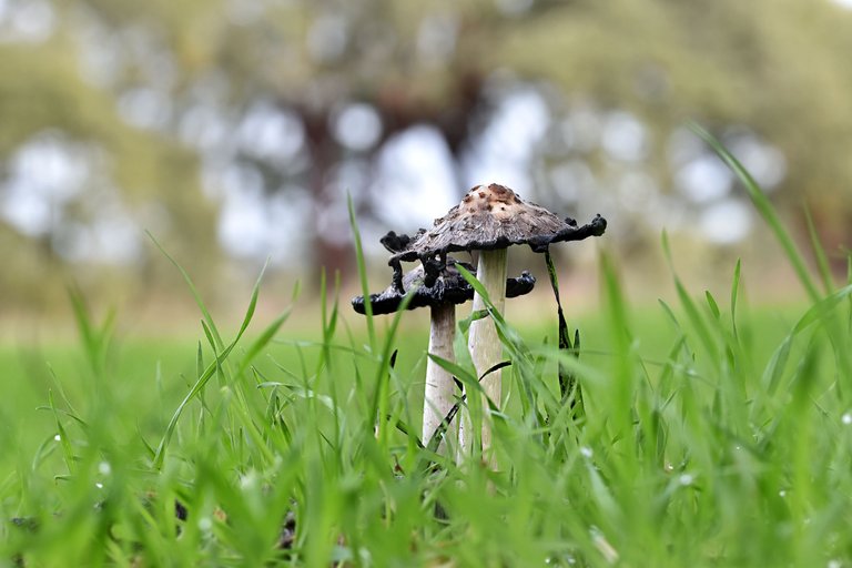 Ink cap mushrooms countryside 1.jpg