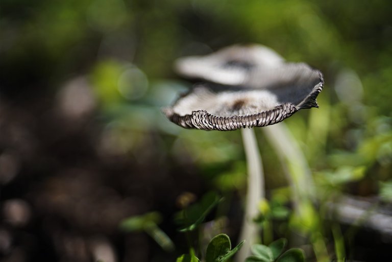 Coprinus lagopus ink caps zeiss 6.jpg