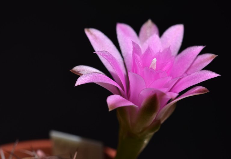 Gymnocalycium damsii var.tucavocense flower 4.jpg