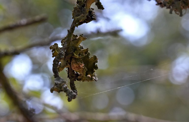 lichen twig 3.jpg