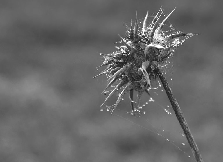 thistle drystuff bw 4.jpg