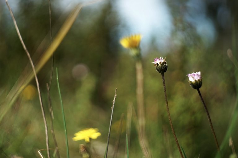 daisies 2 helios bokeh.jpg