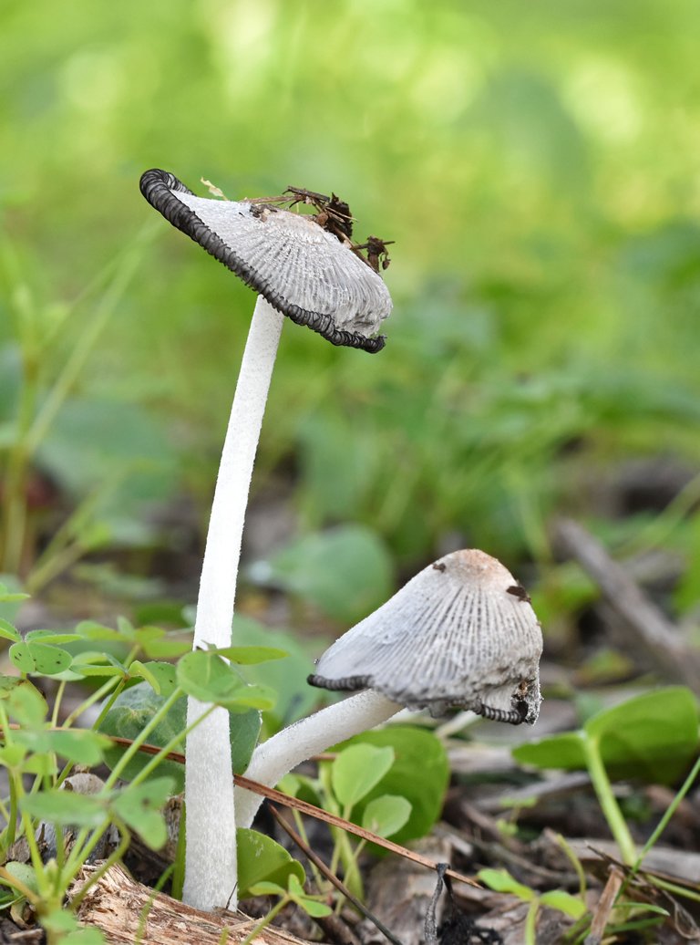 Coprinus lagopus ink cap park 3.jpg