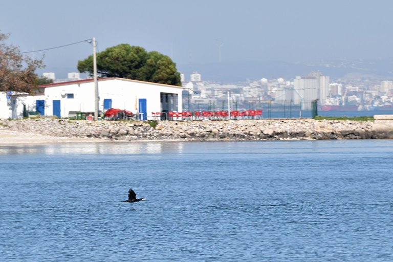 bay birds cormorant 2.jpg