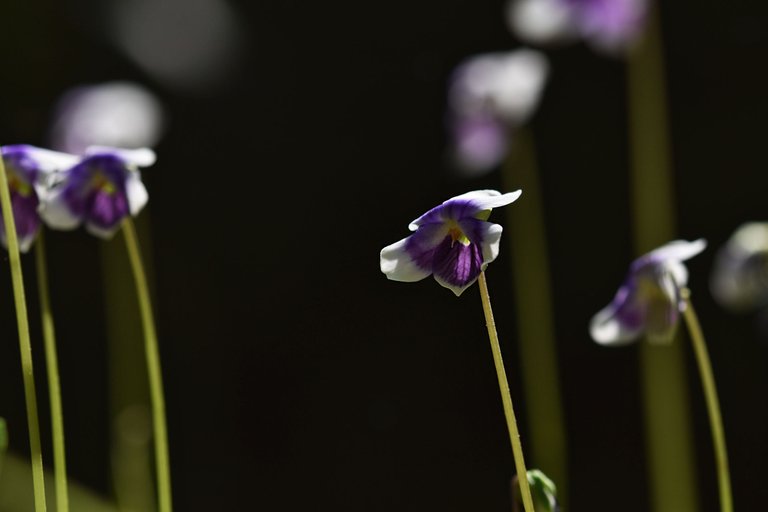 Viola hederacea violet 3.jpg